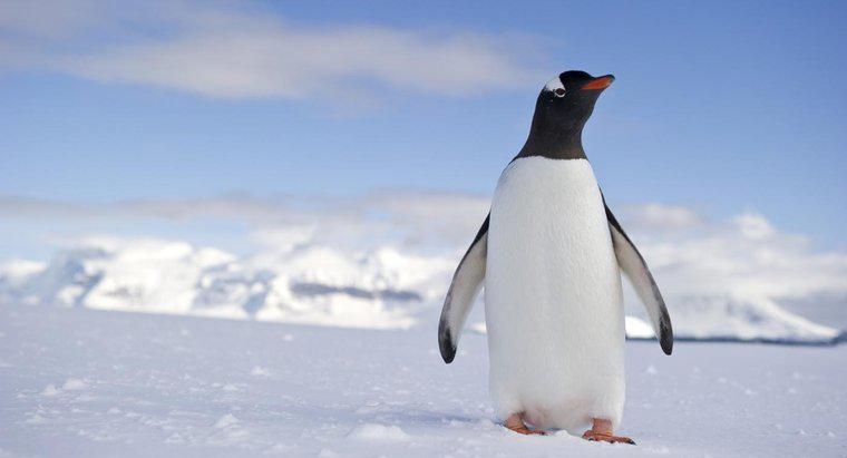 Ce este un habitat de pinguin?
