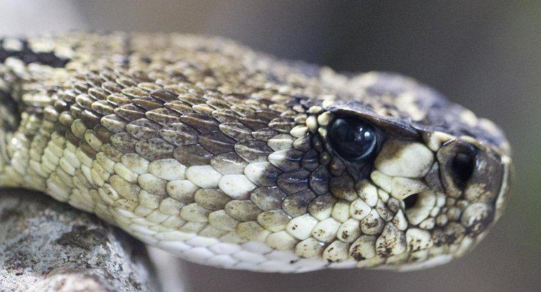Care este diferența dintre un Cobra Vs. un Rattlesnake?