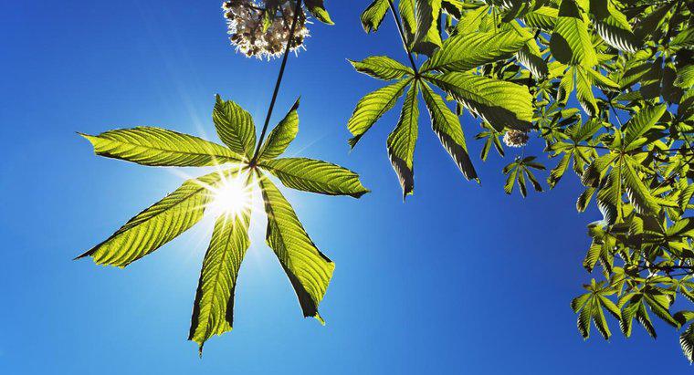 Unde provine energia fotosintezei?