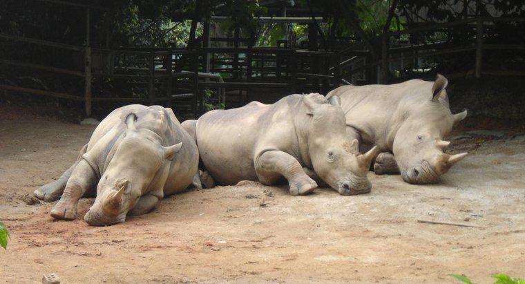 Ce este numit un turm de rinoceri?