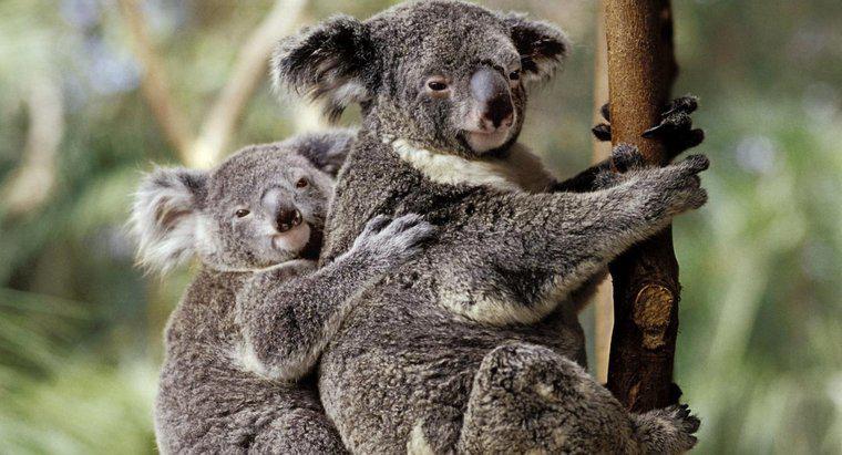 Unde sunt Koalas pe lanțul alimentar?