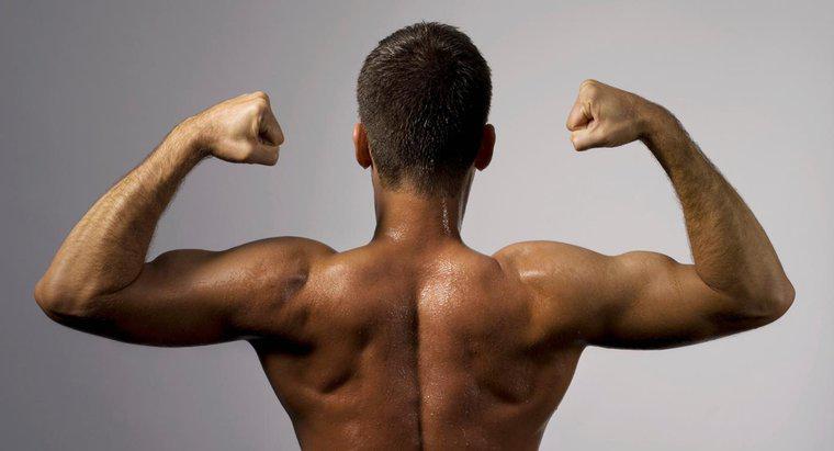 De ce sunt bicepsii clasificati ca muschi scheletici?