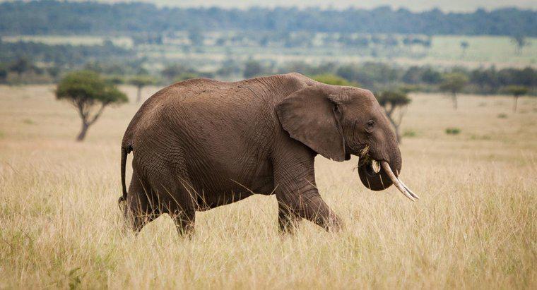 Ce este un dușman al elefantului african?