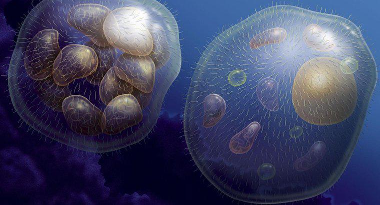Cum cresc organismele multicelulare?