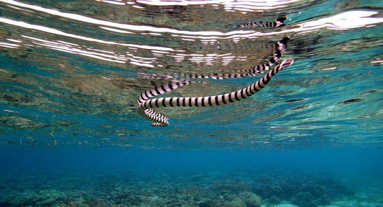 Ce fel de Predatori are un Snake de mare?