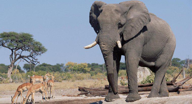 Cât de înalți sunt elefanții?