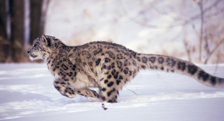 Cât de repede poate să alerge un leopard?