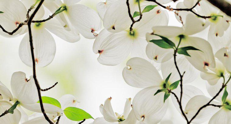 Care este simbolismul florilor Dogwood?