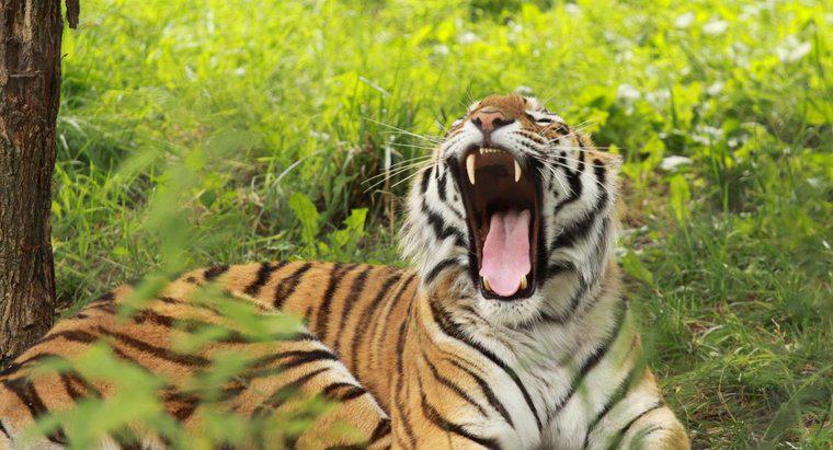 Ce sunet face un tigru?