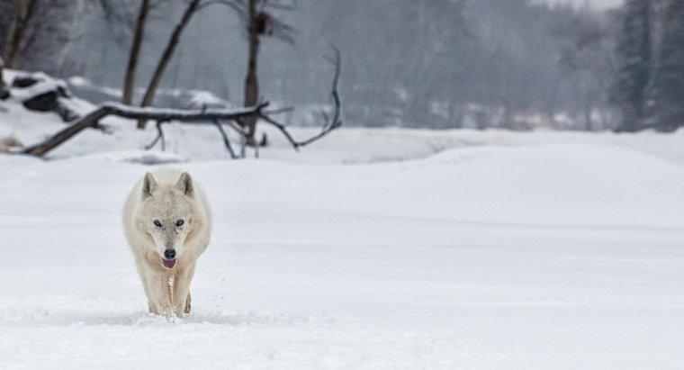 Ce este Habitatul Arcticului Wolf?