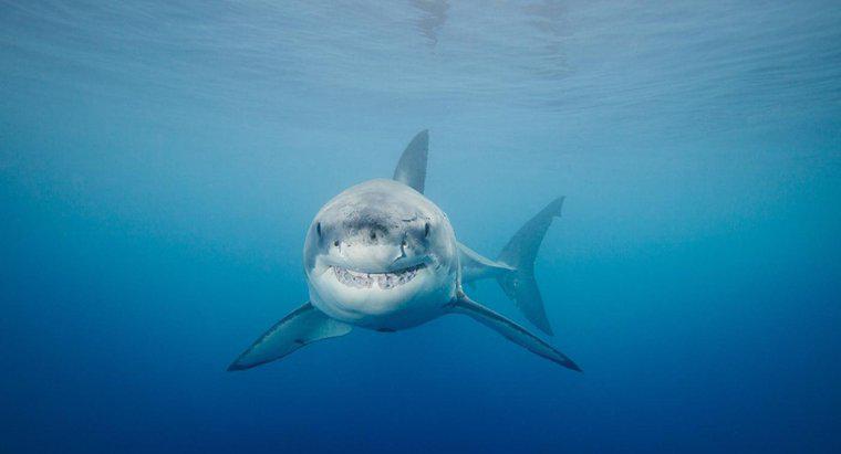 Cum distrug rechinul alb de mare predatori?