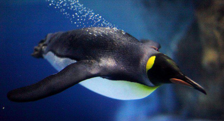 Cât de repede pot înota pinguinii?