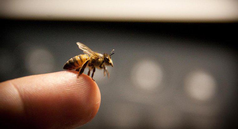 Ce este un tratament eficient pentru a opri umflarea de la o intepare a albinelor?