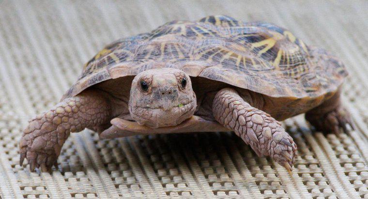 Care este diferența dintre o broască țestoasă și o broască țestoasă?
