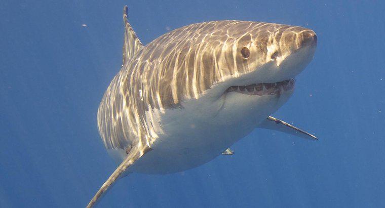 Care sunt adaptările comportamentale ale marelui rechin alb?