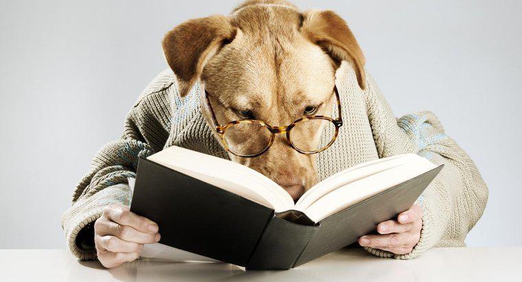 Care sunt unele nume de câini literare?