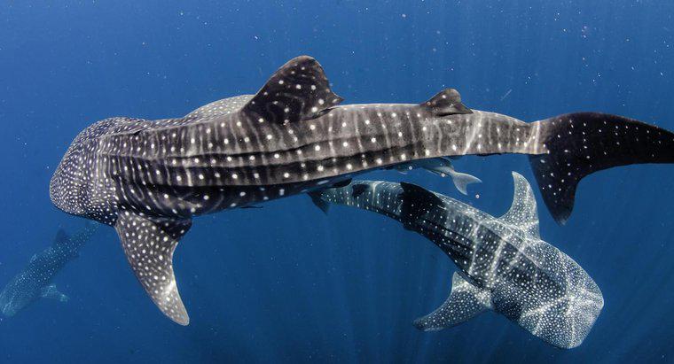Cum se protejează un rechin de balene?
