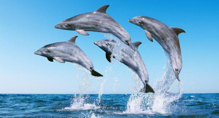 Cum se protejează delfinul?