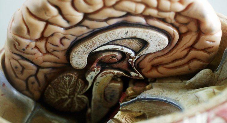Care este cea mai mare parte a creierului?