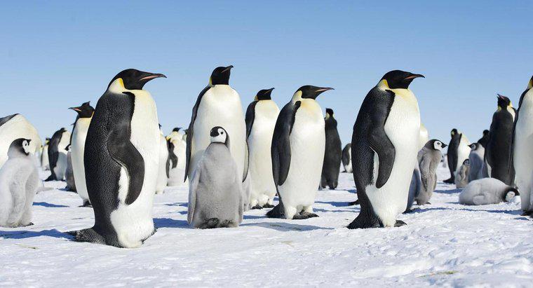 Cum îi îngrijesc pinguinii tinerii lor?