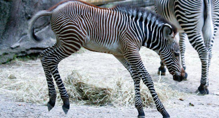 Ce este numită o Zebra tânără?