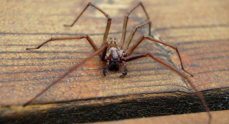 Care sunt simptomele unui muschi spider Hobo?