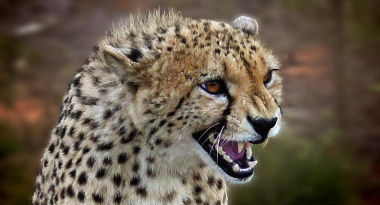 Cum se apara un ghepard?