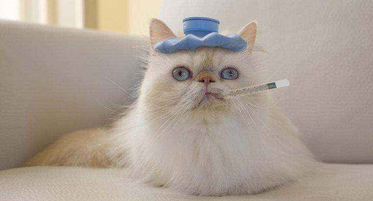 Cum reduci febra unei pisici?