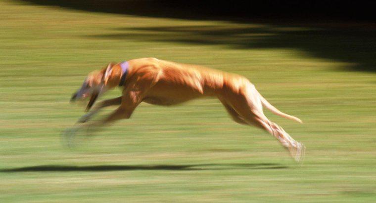 Care este cel mai rapid câine?