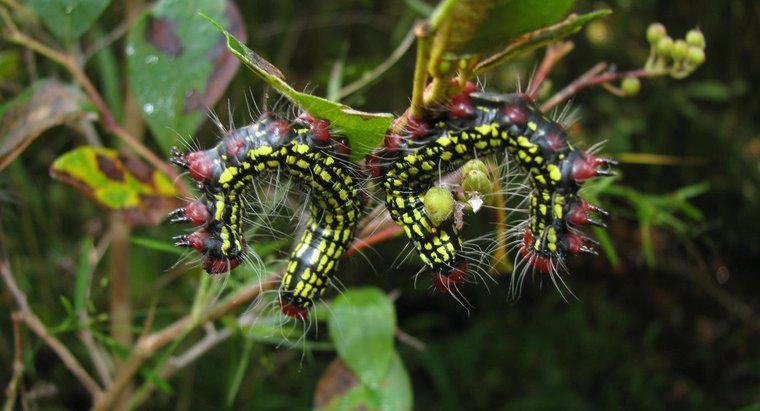 Ce este un Caterpillar de azalee?