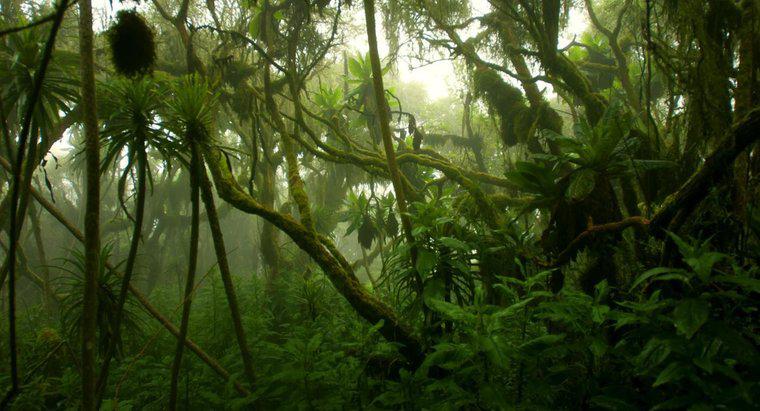 Care este clima pădurii tropicale Congo?