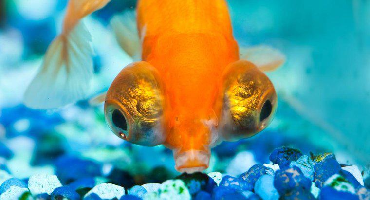 Ce sunt Big-Eyed Goldfish?