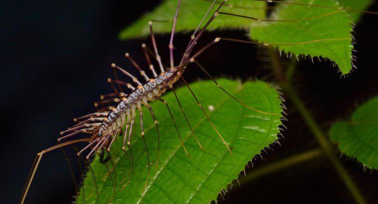 Ce arata o muscatura centipeda?