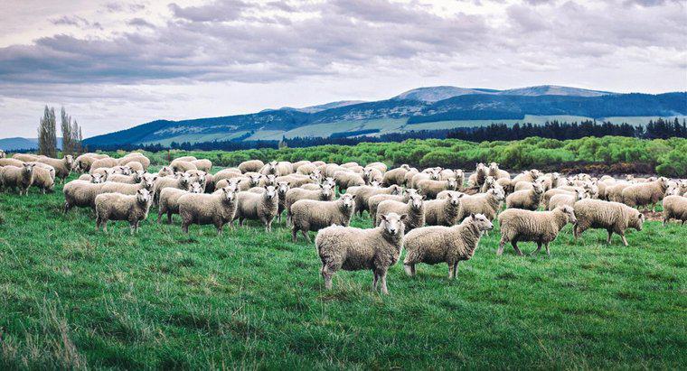 Ce este numit un grup de oi?