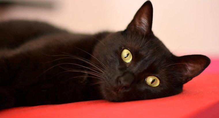 De ce sunt oamenii suspiciosi de pisici neagra?