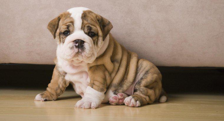 În cazul în care puteți găsi Mini Bulldog Puppies de vânzare?