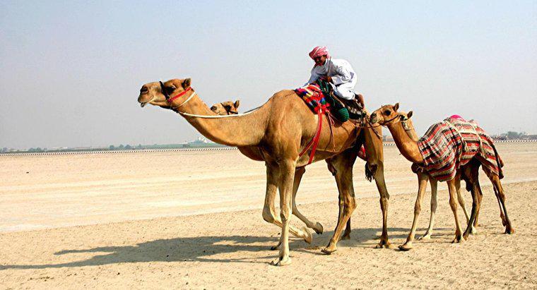 Cât de înalt este camelul?