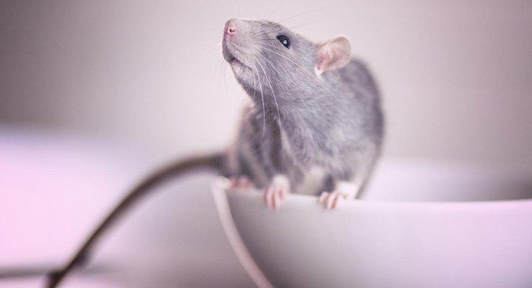 Care este cea mai bună otrăvire a șobolanilor?