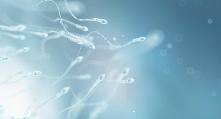 Cum se adaptează celulei spermei funcția sa?