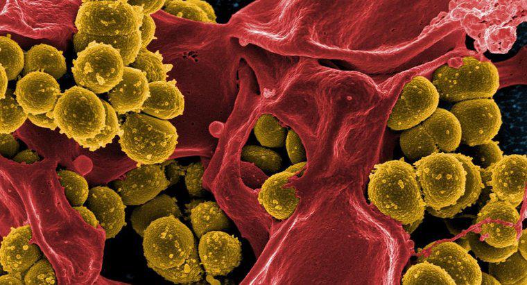 Patru căi Bacteriile pot fi utile oamenilor
