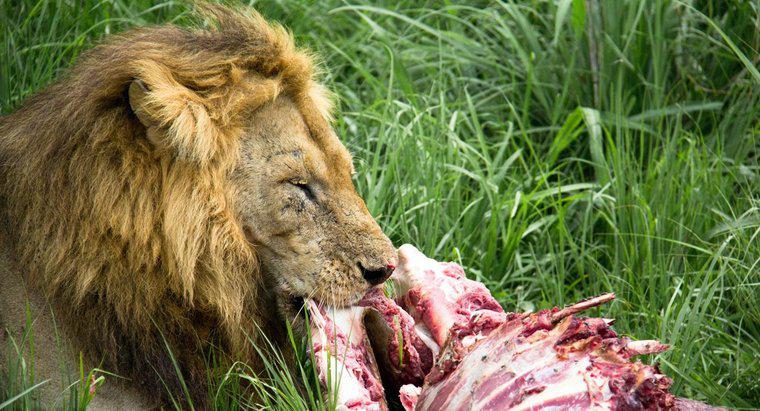 Cât de mult mănâncă leii?
