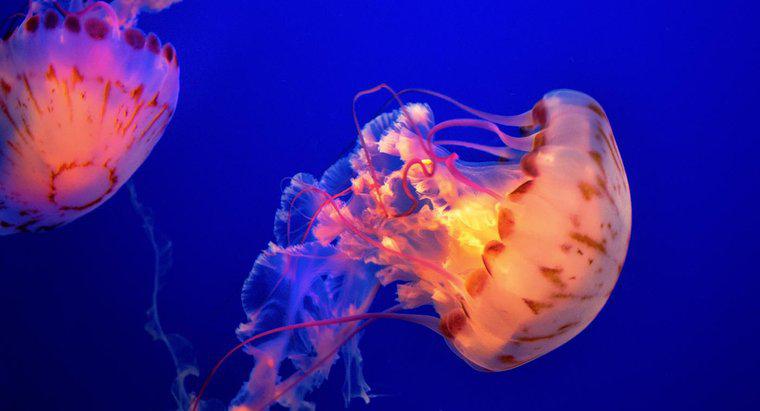 Ce sunt niște prădători ai meduzei?
