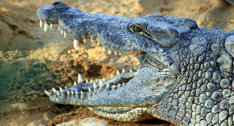 Care este numele științific al unui crocodil?