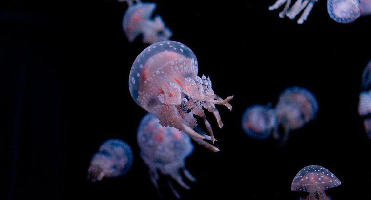 Care sunt părțile corpului unei meduze?