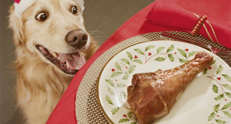 Poate câinii să mănânce oase de pui?