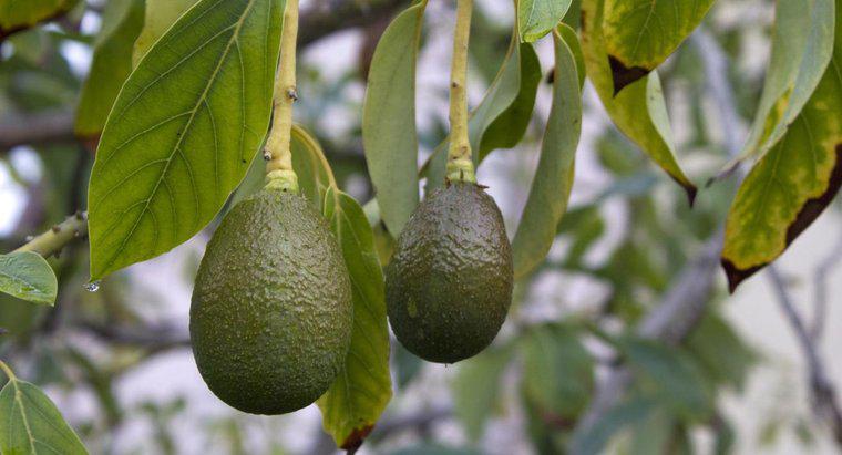 Când este un moment bun pentru plantarea copacilor de avocado?