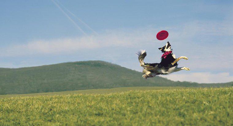 Care sunt cele mai bune rase de caini pentru capturarea de frisbee?