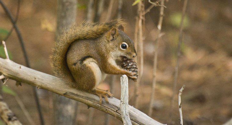 Îmbătrânesc veveritele de conuri de pin?