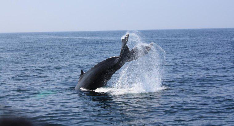 Cât de multă spermă produce o balenă?