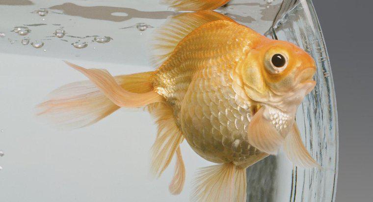 Pești care sunt compatibili cu Goldfish?